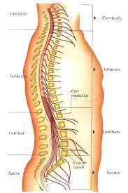 Spinal Cord and Root Compression